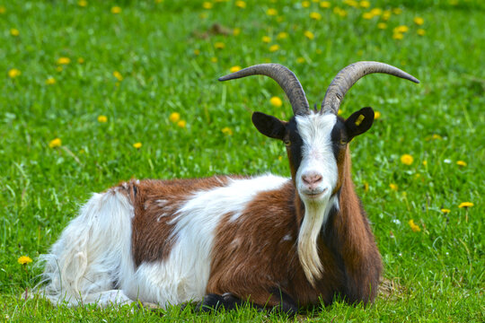 Ziegen, Ziegenhaltung
