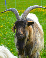 Ziegen, Ziegenhaltung