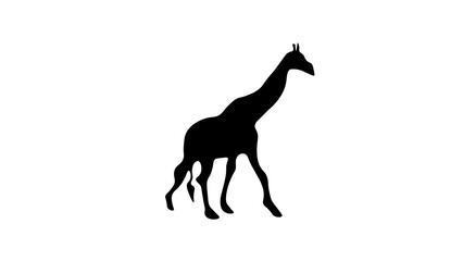 giraffe silhouette isolated on white