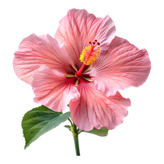 beautiful hibiscus flower with pink petals and vibrant yellow center, showcasing its intricate