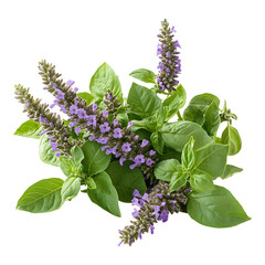 Fresh holy basil with vibrant green leaves and purple flowers, perfect for culinary use