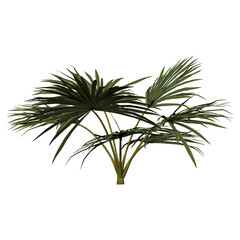 green palm leaves