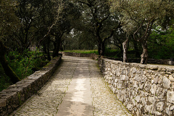 Cobblestone pathway surrounded by trees in Fatima, Portugal scenic nature