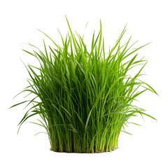 Lush green grass with vibrant blades, perfect for landscaping and gardening projects