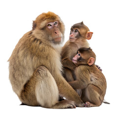 Naklejka premium Barbary Macaque Family: Mother & Baby Monkeys on transparent background