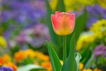 Naklejka premium pink tulip in the garden