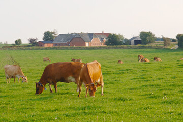 Kühe, Jersey  auf der Weide