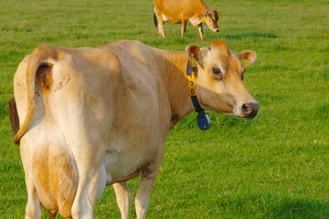 Kühe, Jersey  auf der Weide