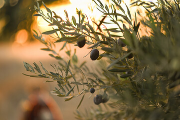 Black olives hanging from an olive tree branch at sunset. Peaceful, natural moment capturing the...