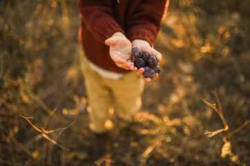 Fresh black olives in the hands of a young boy after harvesting from an olive tree. Natural and authentic moment from rural life and traditional farming.