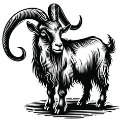 black and white goat