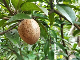 sapodilla fruit hangs from a branch surrounded by green leaves in outdoor garden 
