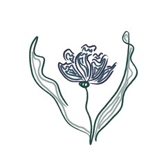 One of the greatest tulips of istanbul. Beautiful blue tulip isolated on white background. Artwork design element. Cartoon design for poster, icon, card, logo, label.