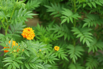 Marie Gold flower grow well in the garden. Nature background for wallpaper and design.