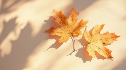 autumnal maple leaves on textured paper illuminated by sunlight casting leaf shadows creating a tranquil and warm seasonal scene