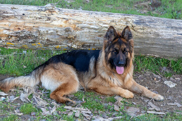 Long-haired German Shepherd dog lying next to a fallen log in the forest.