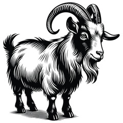 goat on a white background