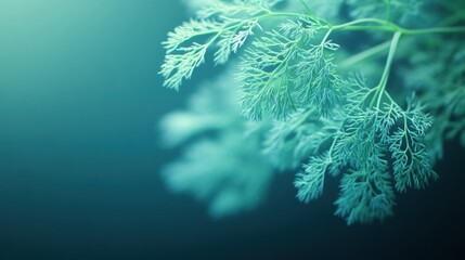 Close Up Teal Green Plant Branch with Delicate Leaves Soft Lighting Dark Background