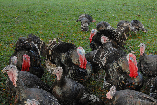 Puten, Truthahn