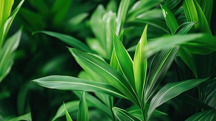 Fototapeta premium Lush Green Leaves with Vivid Textures for Natural Aesthetics