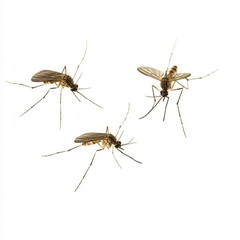 cockroach on white background