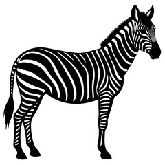 zebra isolated on white background