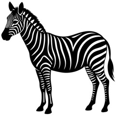 zebra isolated on white background