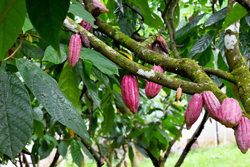 Close-up of Theobroma cacao with lush green leaves, source of chocolate production.