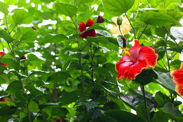 Red Sunset Hibiscus flower blooming in the garden. Nature background.