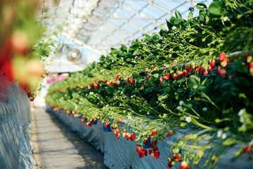 いちご農園のビニールハウスの風景