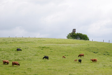 Deutsch-Angus,  Kälber,  Kühe,  Rinder, Weide