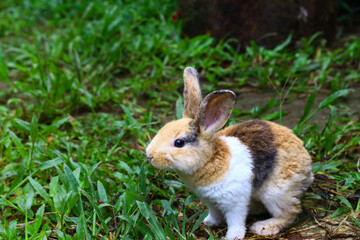 Cute Rex small bunny eating on the grass.