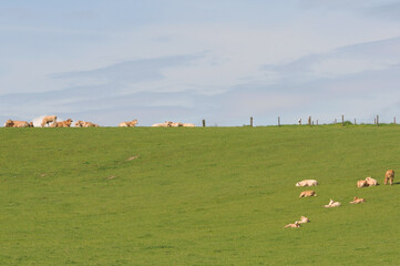Fototapeta premium Mutterkuhhaltung