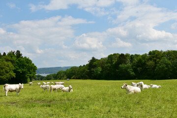 Kühe, Charolais auf der Weide