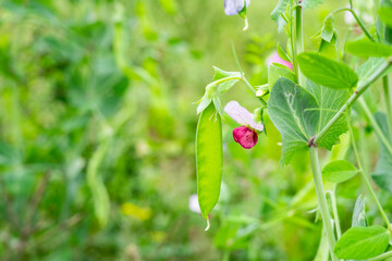 Fresh peas growing in the vegetable garden