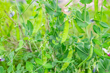 Obraz premium Fresh peas growing in the vegetable garden