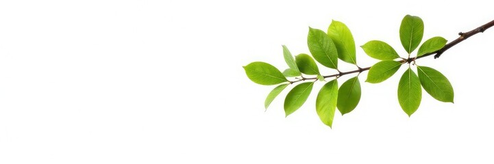 Fototapeta premium Single isolated tree branch on white background, white, isolation