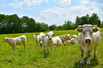 Kühe, Charolais auf der Weide