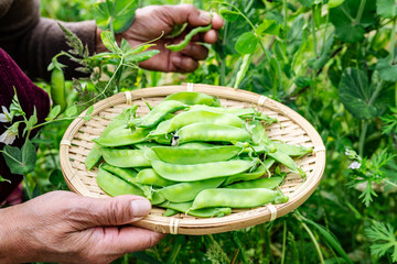 Fresh peas picked from the vegetable garden