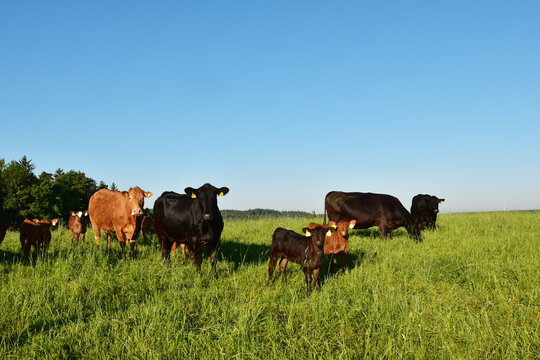Deutsch-Angus,  K&auml;lber,  K&uuml;he,  Rinder, Weide