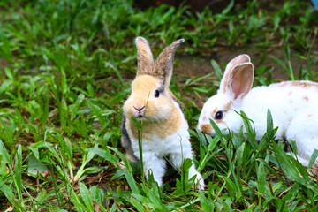 Cute Rex small bunny eating on the grass.