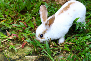 Cute Rex small bunny eating on the grass.