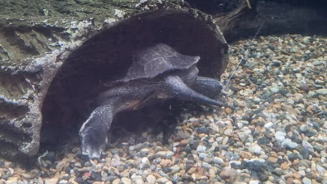 The back of a turtle hiding in a tree. Turtles in the water