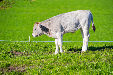 Fototapeta premium of breed Rätisches Grauvieh on meadow of Swiss farm at Swiss City of Zürich on a sunny spring afternoon. Photo taken April 9th, 2025, Zurich Schwamendingen, Switzerland.