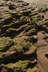 Textured Rocks Covered in Green Moss