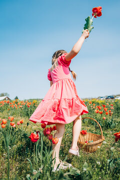 Girl in pink dress holding tulip high in blooming flower field