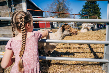 Girl pets a sheep through a metal fence on a sunny farm day