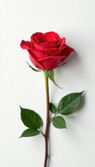 Naklejka premium Single rose on white background with subtle details, nature, flower, white