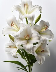 Obraz premium Laelia