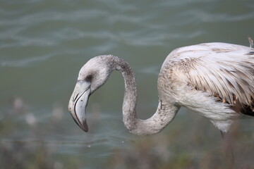 juvenile flamingo, close up of its long neck and large grey beak hunting in shallow water, in summer